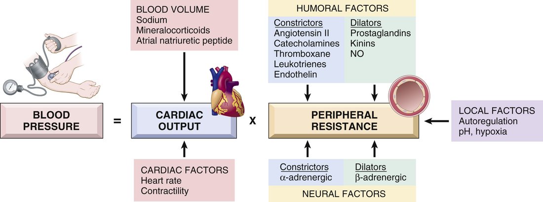 Diagram: blood pressure equals cardiac output times peripheral resistance, with the factors acting on each.