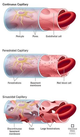 Three capillary types drawn in section: continuous with pores, fenestrated with fenestrations, and sinusoidal with gaps and a discontinuous basement membrane.