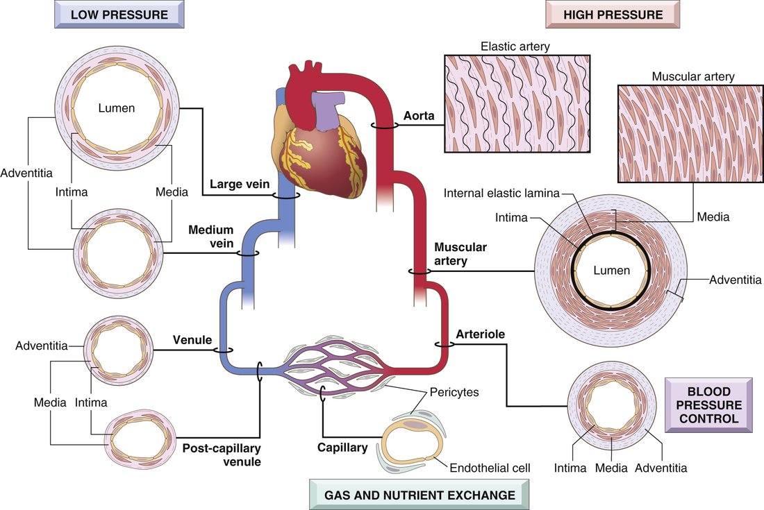 Diagram of the circulation from aorta to large vein, with a cross-section of each vessel type and labels for high pressure, blood pressure control, gas and nutrient exchange and low pressure.