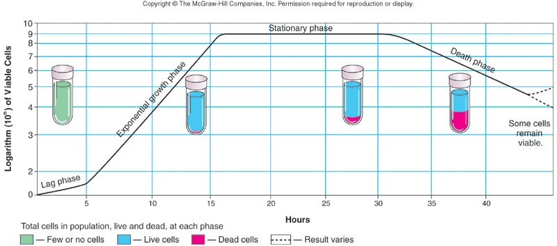 Bacterial growth curve plotted as logarithm of viable cells against hours, with lag, exponential growth, stationary and death phases labeled, and tubes below showing few cells, live cells, and dead cells at each stage.