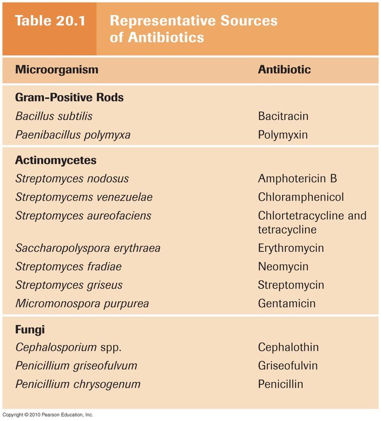 Table listing representative sources of antibiotics, grouped by Gram-positive rods, actinomycetes and fungi, pairing each producing microorganism with the antibiotic it yields.