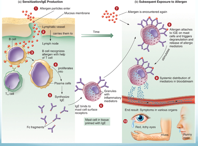 Two-panel diagram: sensitization with B cell recognition, plasma cells making immunoglobulin E that binds mast cells; then subsequent exposure where allergen crosslinks the bound antibody and the mast cell degranulates, causing red itchy eyes, hives and runny nose.