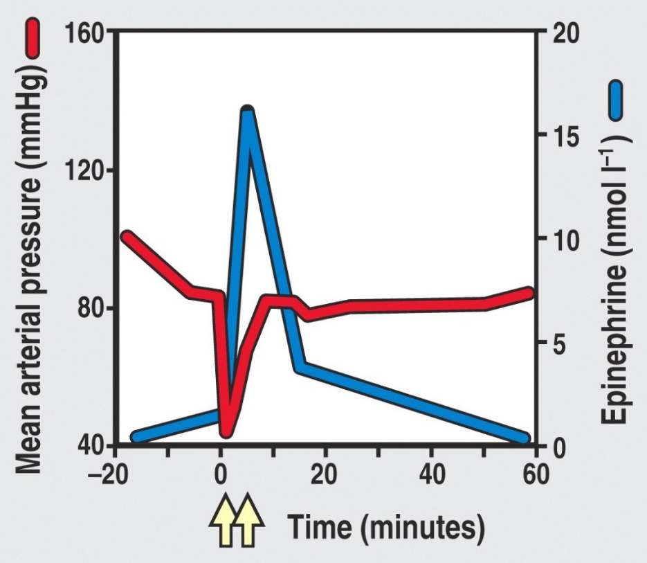 Graph of mean arterial pressure and epinephrine concentration against time during systemic anaphylaxis: pressure collapses at time zero and recovers as an epinephrine spike is given.