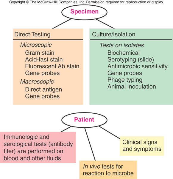 Flow chart: a specimen goes either to direct testing (microscopic stains, direct antigen, gene probes) or to culture and isolation (biochemical tests, serotyping, antimicrobial sensitivity, gene probes, phage typing, animal inoculation); the patient supplies serological tests, in vivo tests and clinical signs.