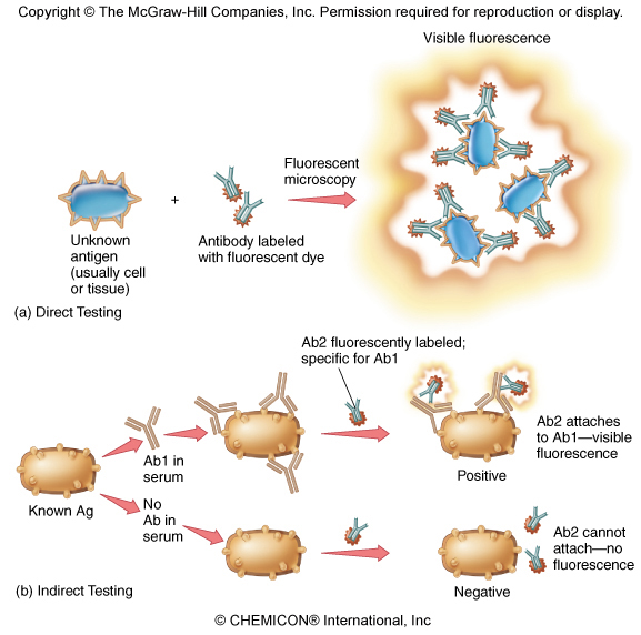 Diagram of direct fluorescent antibody testing, where a dye-labeled antibody binds an unknown antigen, and indirect testing, where a patient's antibody binds a known antigen and a second fluorescent antibody reveals it.