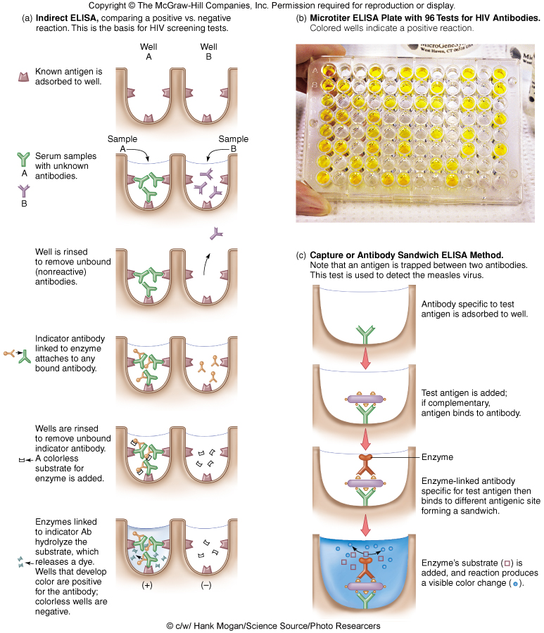 Diagrams of indirect and capture (sandwich) enzyme-linked immunosorbent assays, with a photograph of a 96-well microtiter plate screening for antibodies to the human immunodeficiency virus, yellow wells positive.