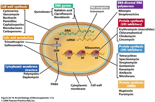 Diagram of a bacterial cell with each antibiotic target labeled: cell wall synthesis, DNA gyrase, RNA elongation, DNA-directed RNA polymerase, protein synthesis at the 50S and 30S subunits, folic acid metabolism, and cytoplasmic membrane structure, each with its drug classes.