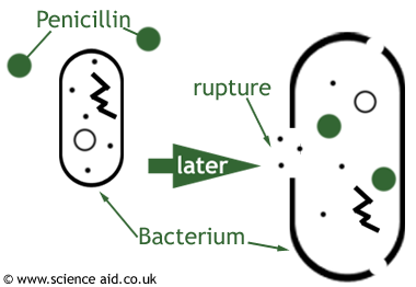 Two bacterial cells side by side; penicillin molecules approach the first, and the second is shown later with the cell envelope ruptured.