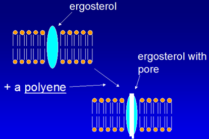 Two membrane diagrams: the first shows ergosterol embedded in a lipid bilayer, the second shows the same membrane after a polyene has been added, with a pore formed through the ergosterol.