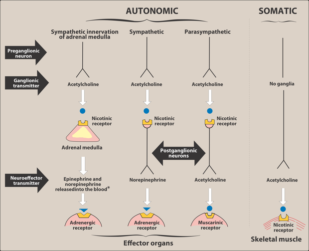 Diagram of the autonomic and somatic outflow: preganglionic neuron, ganglionic transmitter acetylcholine acting at nicotinic receptors, then postganglionic neurons releasing norepinephrine onto adrenergic receptors for the sympathetic branch and acetylcholine onto muscarinic receptors for the parasympathetic branch, with the adrenal medulla releasing epinephrine into the blood and the somatic nerve running direct to skeletal muscle.