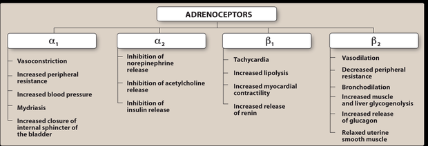 Table of the adrenoceptors: alpha-1 causing vasoconstriction, increased peripheral resistance, increased blood pressure, mydriasis and closure of the internal bladder sphincter; alpha-2 inhibiting norepinephrine, acetylcholine and insulin release; beta-1 causing tachycardia, lipolysis, increased myocardial contractility and renin release; beta-2 causing vasodilation, decreased peripheral resistance, bronchodilation, glycogenolysis, glucagon release and uterine relaxation.