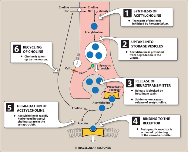 Cholinergic nerve terminal with six numbered steps: synthesis of acetylcholine from choline and acetyl coenzyme A, uptake into storage vesicles, release of neurotransmitter, binding to the postsynaptic receptor, degradation by acetylcholinesterase, and recycling of choline; each step annotated with the agent that blocks it.