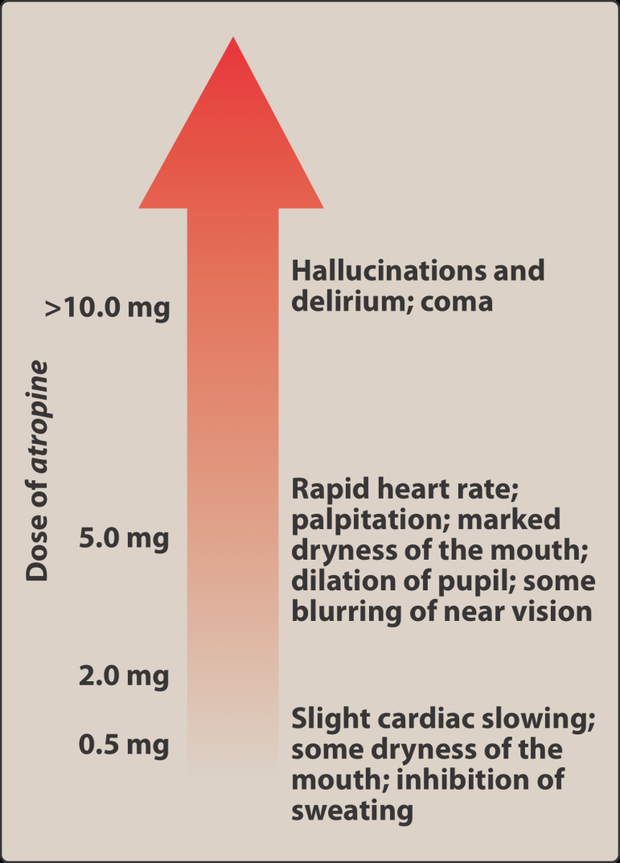Vertical scale of atropine dose against effect: at 0.5 milligrams slight cardiac slowing, some dryness of the mouth and inhibition of sweating; at 2 to 5 milligrams rapid heart rate, palpitation, marked dry mouth, dilated pupil and blurred near vision; above 10 milligrams hallucinations, delirium and coma.