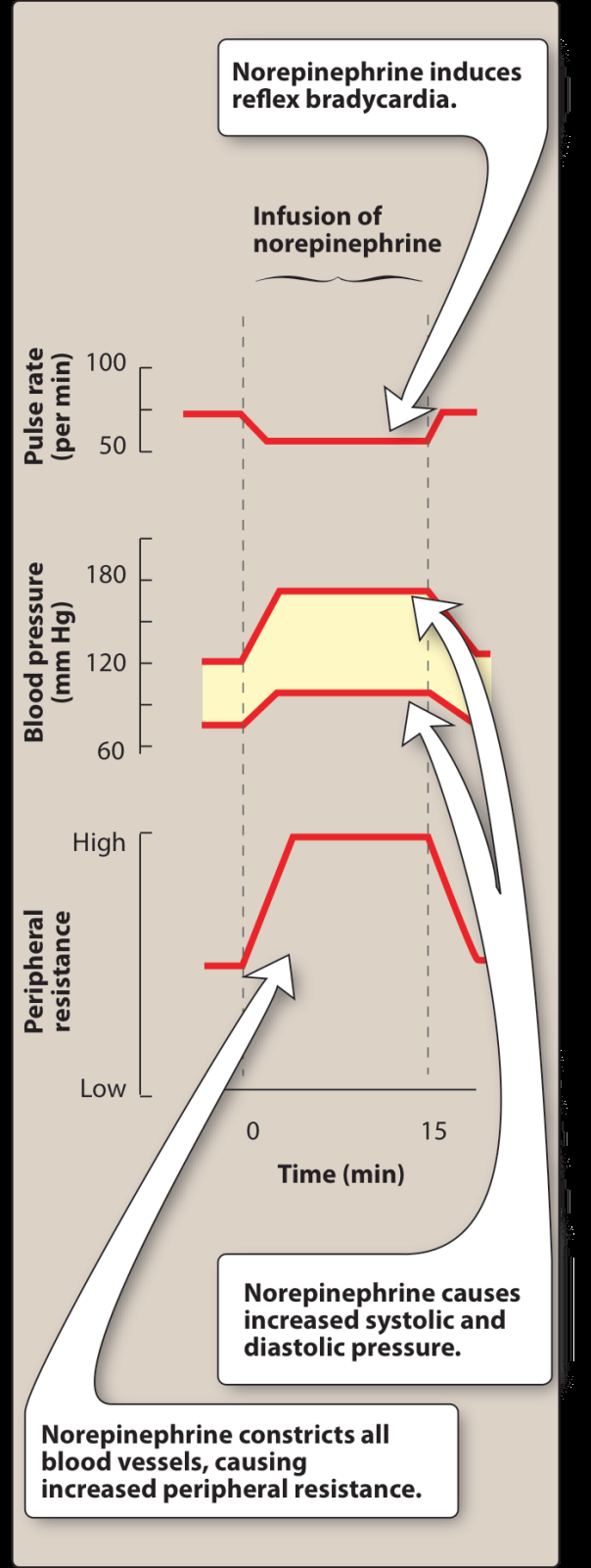 Three stacked tracings against time during a norepinephrine infusion: pulse rate falls, systolic and diastolic blood pressure both rise, and peripheral resistance rises.