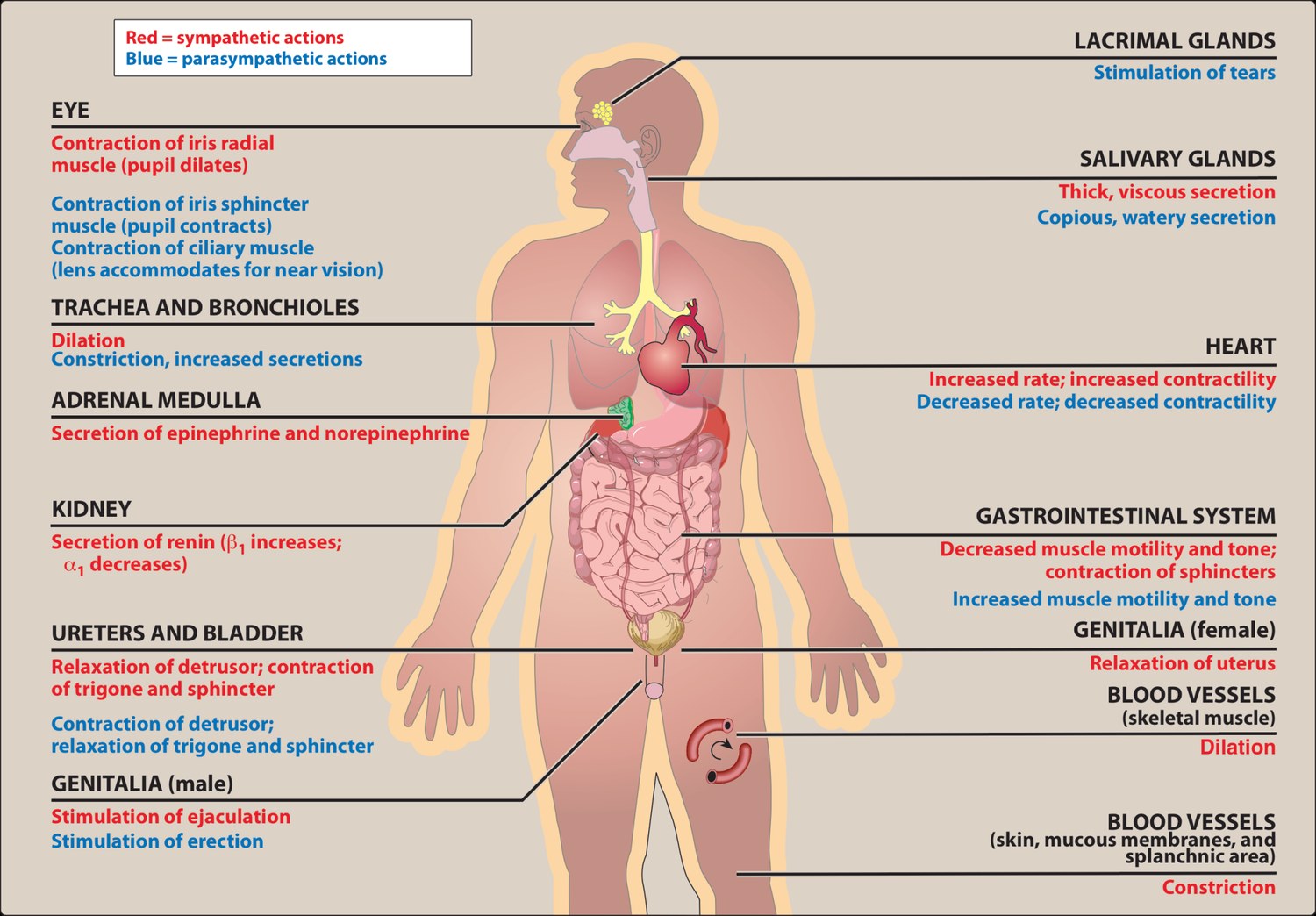 Actions of the sympathetic and parasympathetic nervous systems on each effector organ, sympathetic in red and parasympathetic in blue