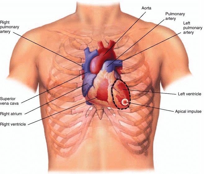 Front view of a torso with the heart drawn in place behind the ribs, labeled aorta, pulmonary arteries, superior vena cava, right atrium, right ventricle and left ventricle, with a dashed outline marking the apical impulse at the lower left edge of the heart.