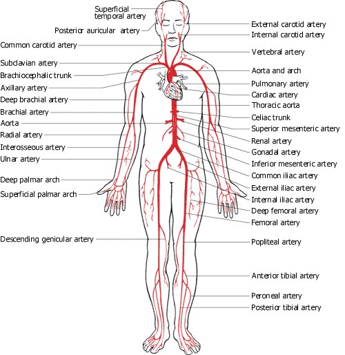 Full-body line drawing of the arterial system labeled from the temporal and carotid arteries down through the subclavian, brachial, radial and ulnar arteries, the aorta and its abdominal branches, and the iliac, femoral, popliteal, tibial and peroneal arteries.