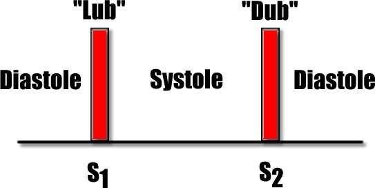 Diagram of two tall red bars labeled S1 lub and S2 dub, with systole written between them and diastole on either side.
