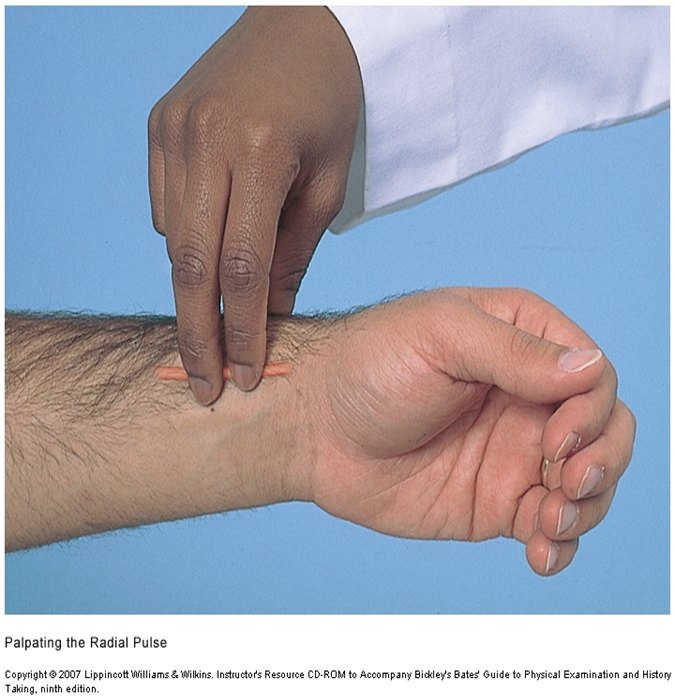 Two fingers on the thumb side of the inner wrist.