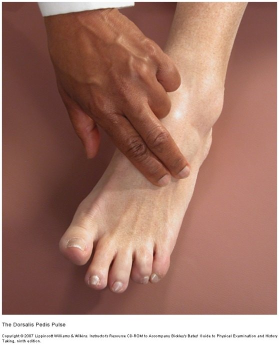Examiner's fingers on the top of a bare foot, just lateral to the tendon running to the big toe.