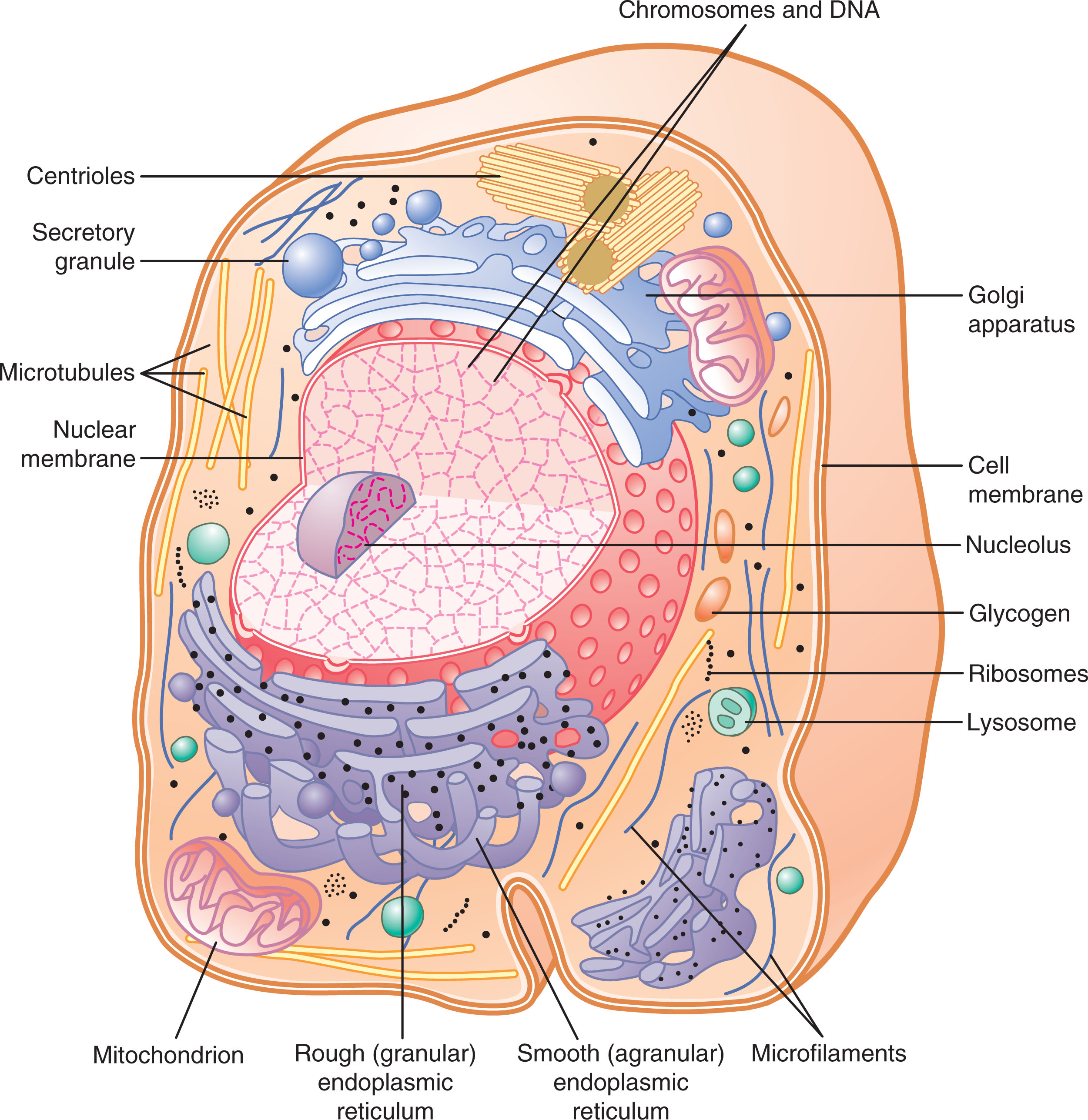 Labeled diagram of a generalized animal cell and its organelles