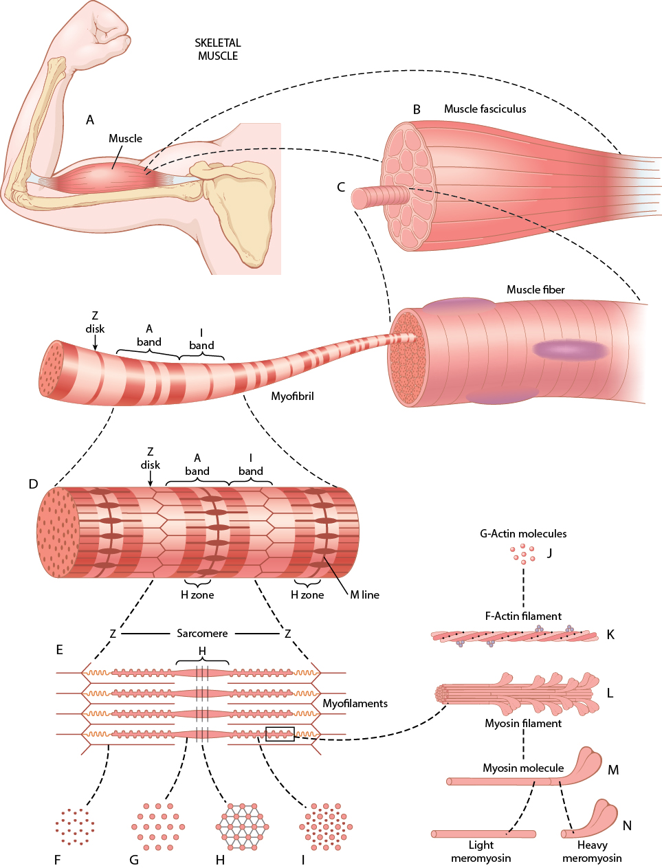 Hierarchical organization of skeletal muscle from whole muscle down to actin and myosin filaments