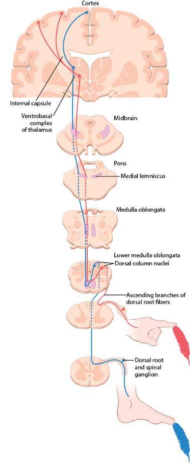 The dorsal column-medial lemniscal pathway from peripheral receptor to cortex
