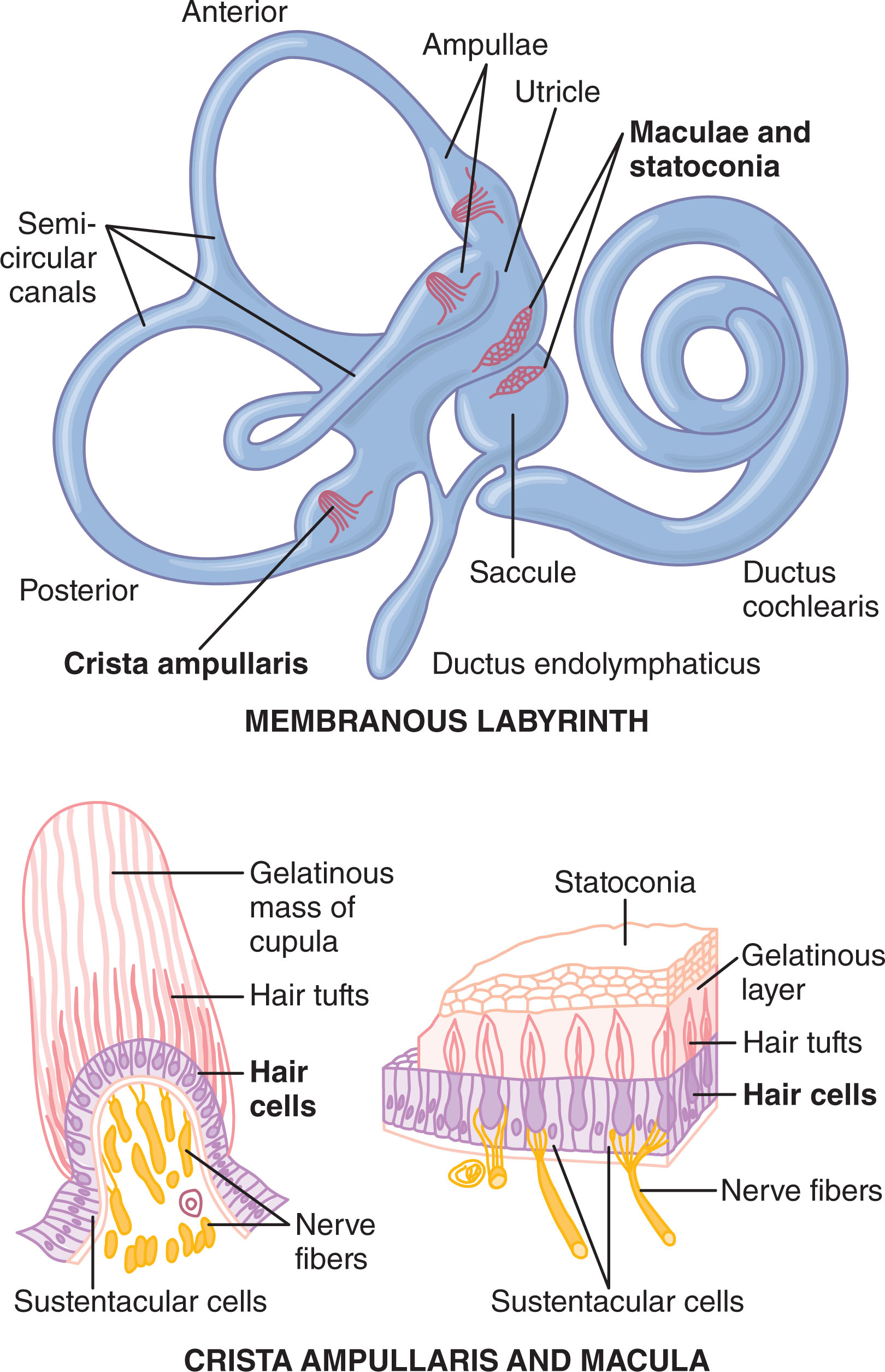 The membranous labyrinth and detailed structure of the crista ampullaris and macula