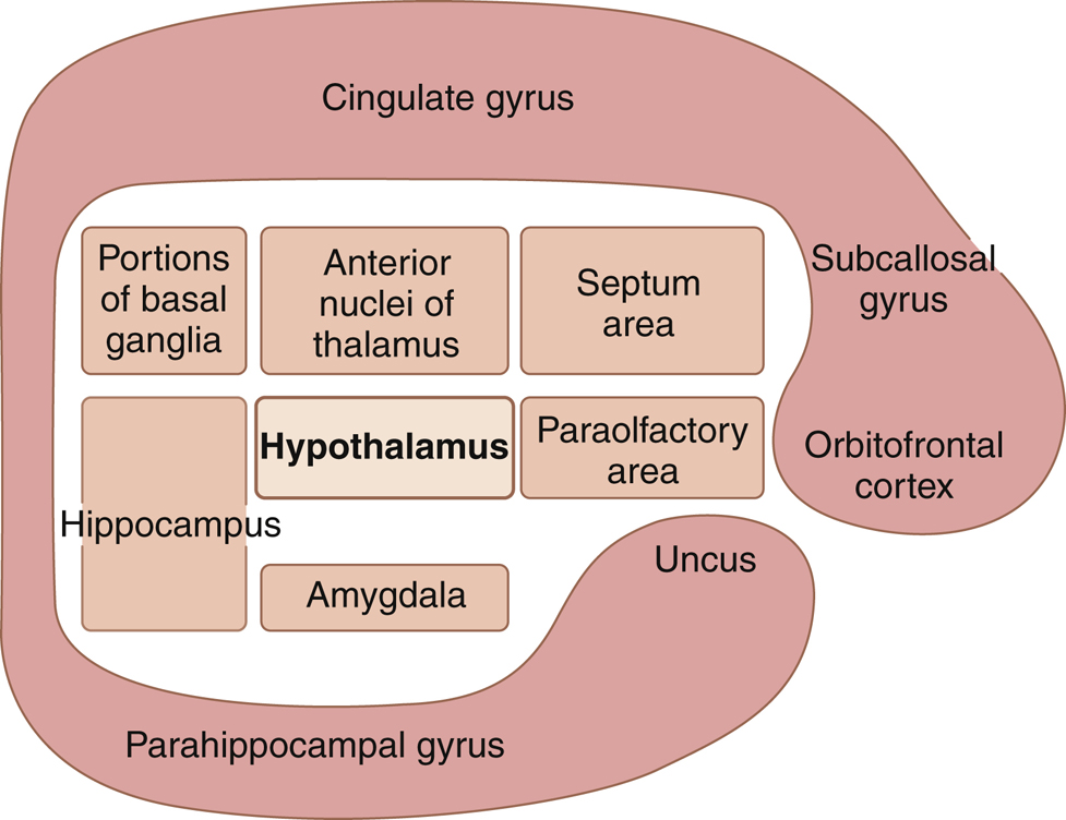 Schematic diagram of the limbic system's major structural components