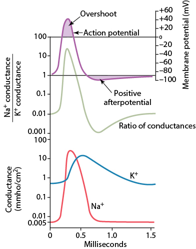 Action potential waveform overlaid with the Na+/K+ conductance ratio and the underlying Na+ and K+ conductance curves