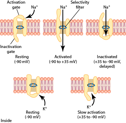 Voltage-gated Na+ and K+ channels cycling through resting, activated, and inactivated states
