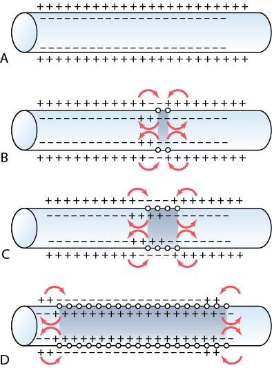 Local circuit currents propagating an action potential along an unmyelinated axon