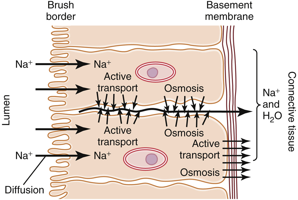 Transcellular transport of sodium and water across an intestinal epithelial cell from the lumen to the connective tissue