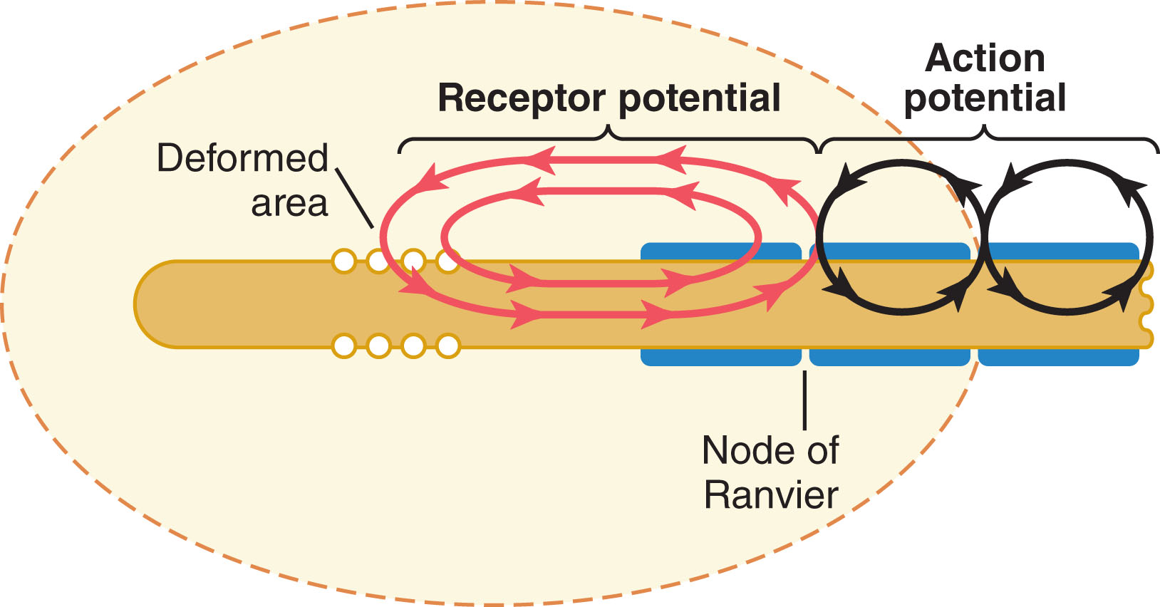 Diagram of a Pacinian corpuscle showing the receptor potential at the deformed nerve ending converting to an action potential at the first node of Ranvier