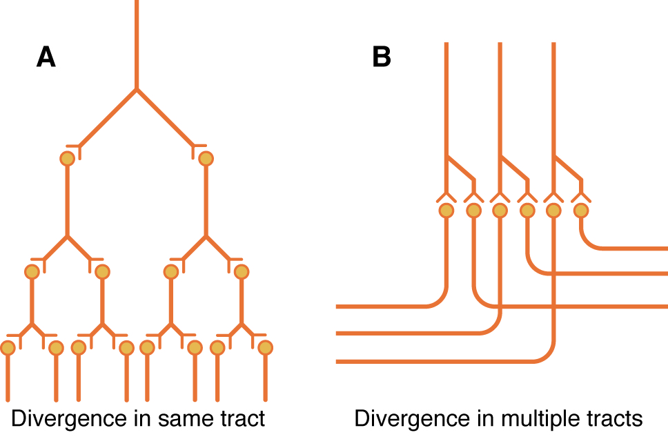 Diagram of divergence in neuronal pools, showing divergence within a single tract and divergence into multiple tracts