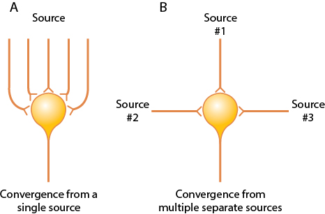 Diagram of convergence in neuronal pools, showing convergence from a single source and convergence from multiple separate sources