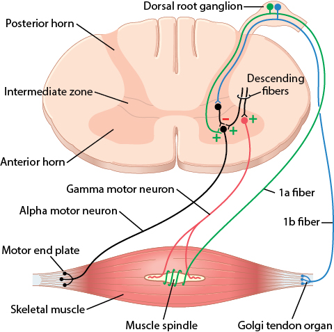 Cross-section of the spinal cord showing alpha and gamma motor neurons innervating the muscle spindle and Golgi tendon organ