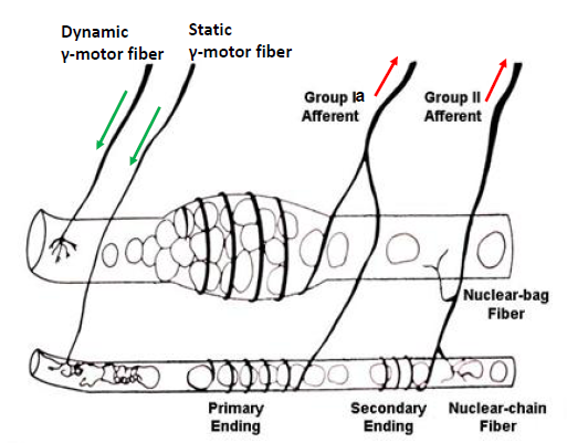 Detailed anatomy of the muscle spindle showing dynamic and static gamma motor fibers, nuclear bag and nuclear chain fibers, and Group Ia/II afferents