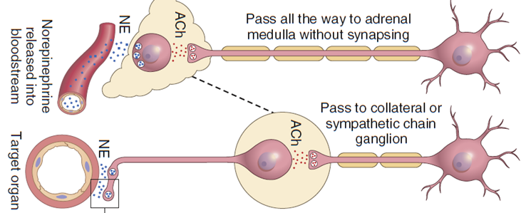 Diagram of a sympathetic postganglionic neuron releasing norepinephrine onto a target organ, and a preganglionic fiber passing to the adrenal medulla