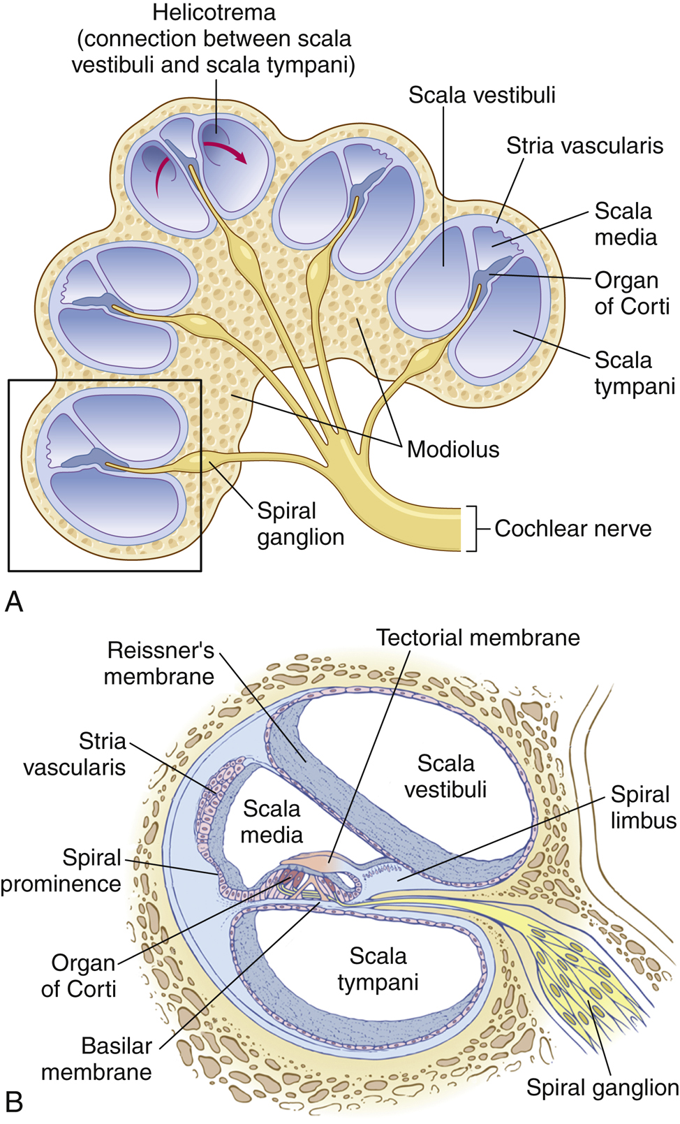 Cross-sectional anatomy of the cochlea showing the scalae, organ of Corti, and spiral ganglion