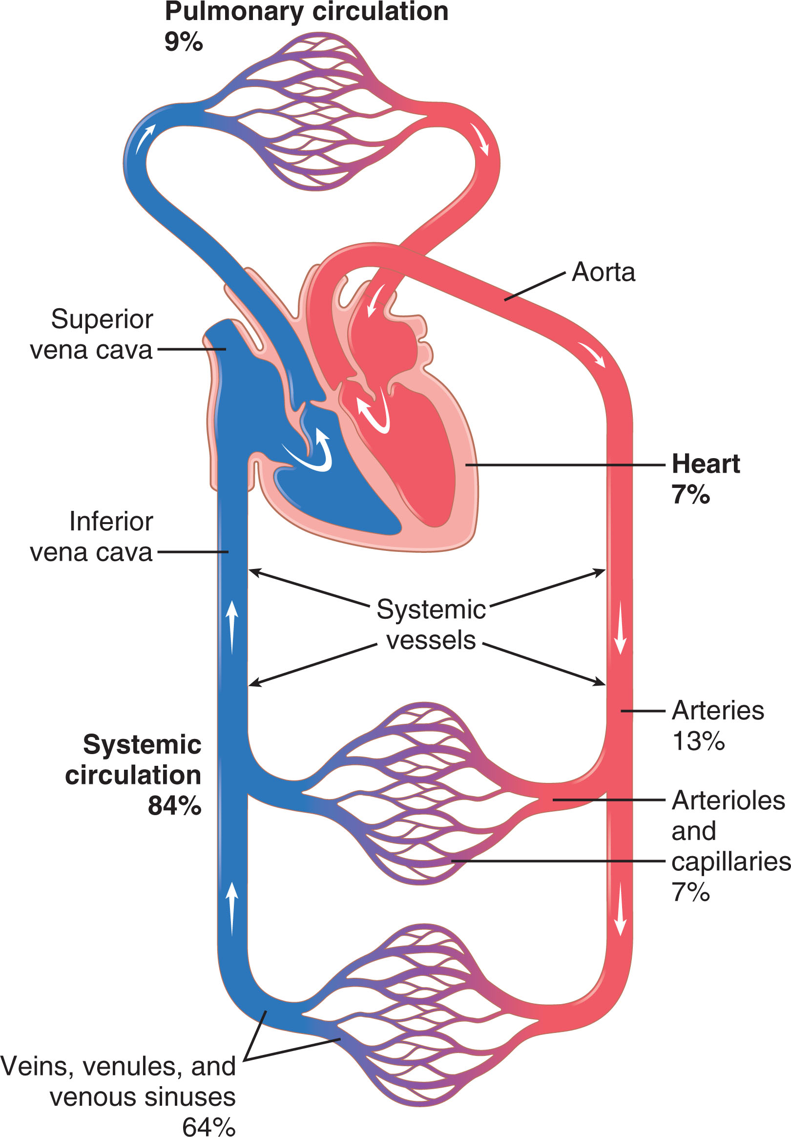 Diagram of the systemic and pulmonary circulations showing the percentage of blood volume in each vascular segment
