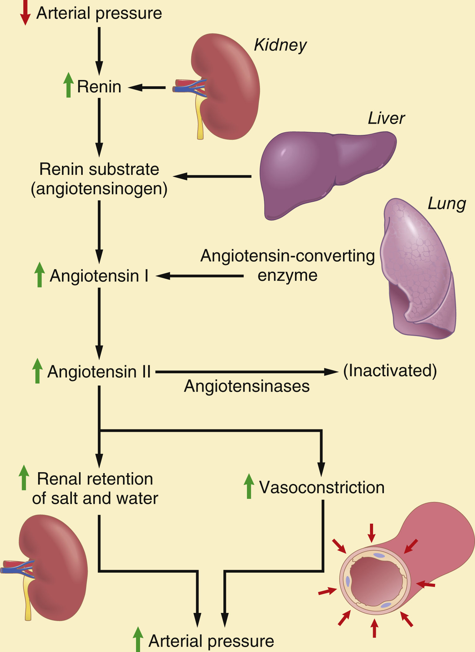 Flowchart of the renin-angiotensin-aldosterone system from falling arterial pressure to restored arterial pressure