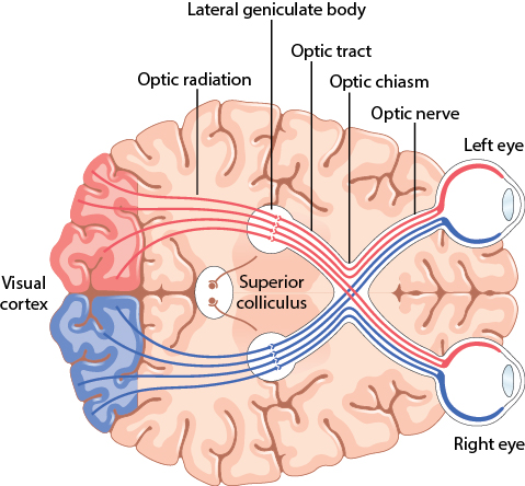 The visual pathway from the eyes through the optic chiasm, optic tract, lateral geniculate body, and optic radiation to the visual cortex