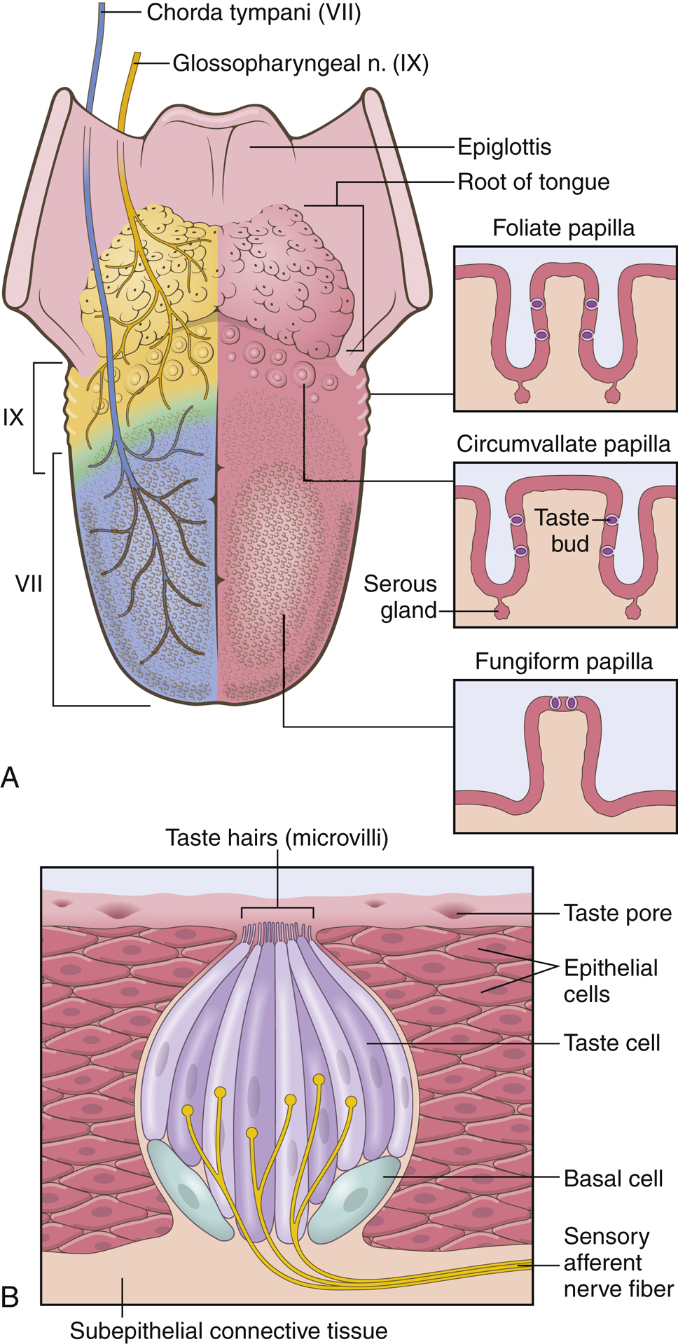 Distribution of taste buds across the tongue and cranial nerve innervation, with detailed anatomy of foliate, circumvallate, and fungiform papillae and a single taste bud