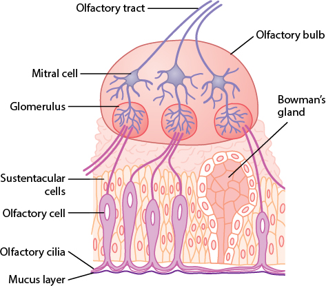 Structure of the olfactory membrane, olfactory cells, and olfactory bulb showing the glomeruli and mitral cells