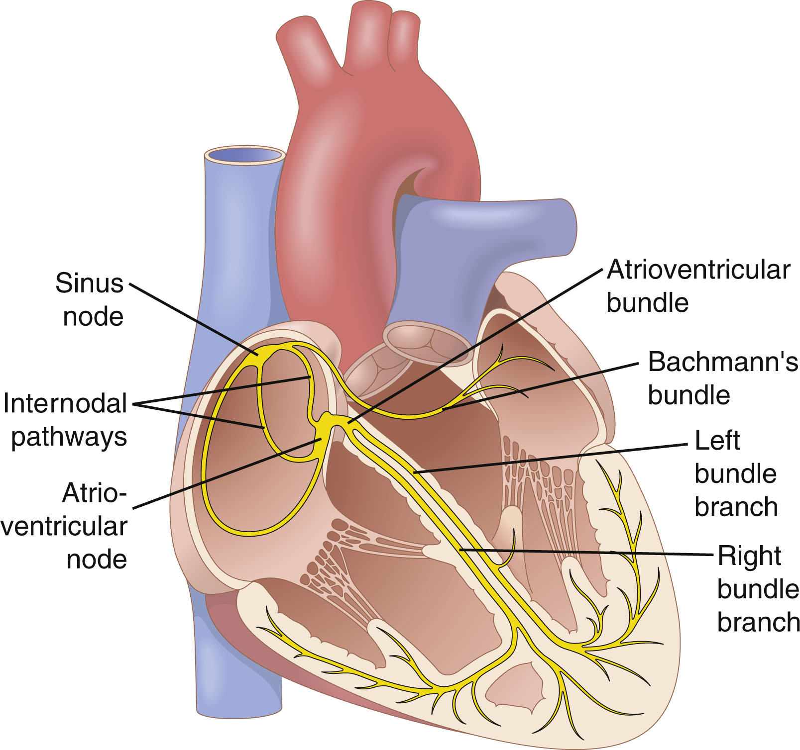 Anatomy of the cardiac conduction system showing the sinus node, internodal pathways, AV node, AV bundle, and left/right bundle branches
