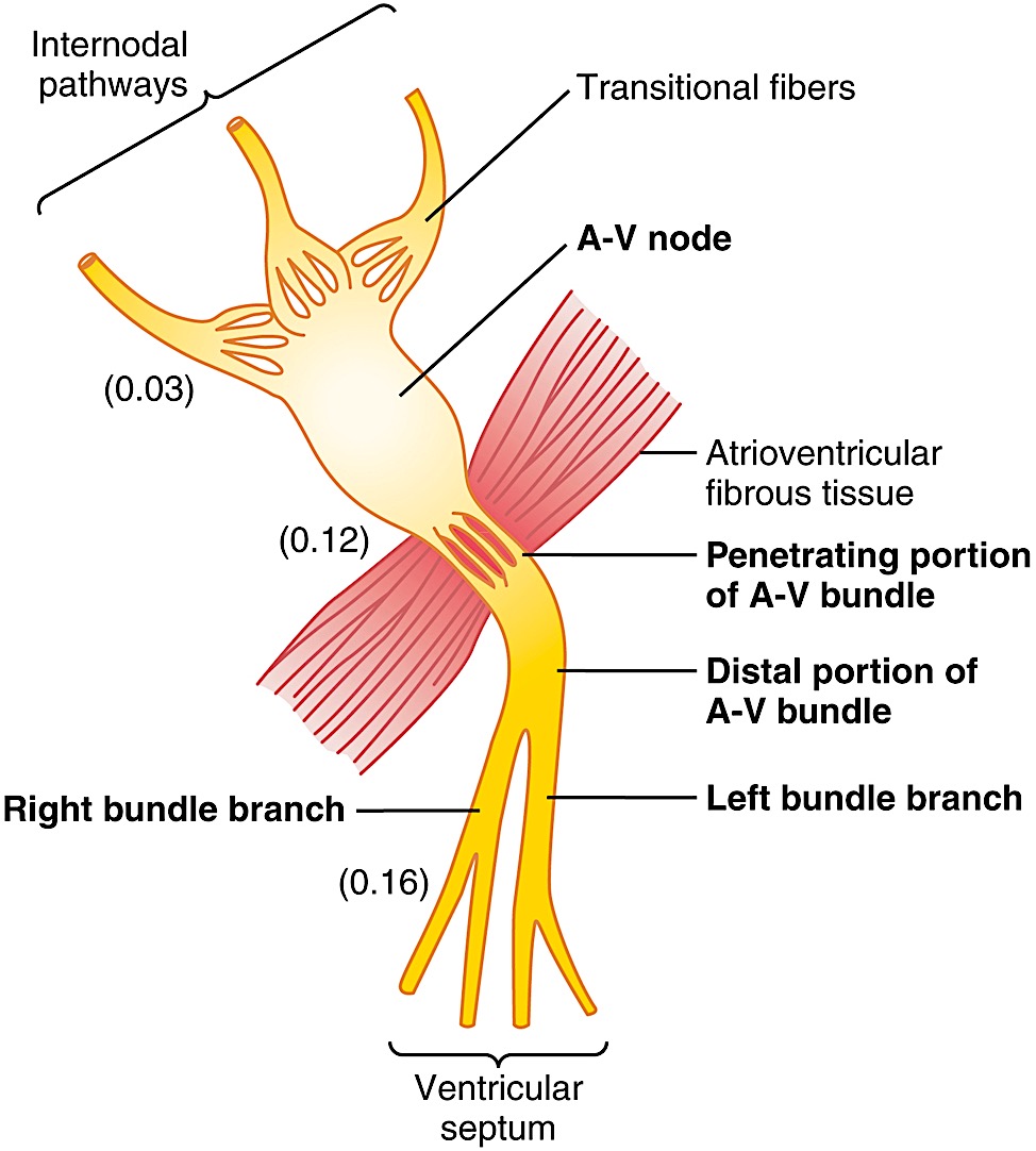 Diagram of the AV node and bundle with the cumulative conduction time in seconds labeled at each stage