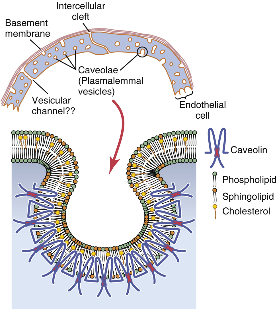 Structure of the capillary wall showing endothelial cells, intercellular clefts, basement membrane, and caveolae