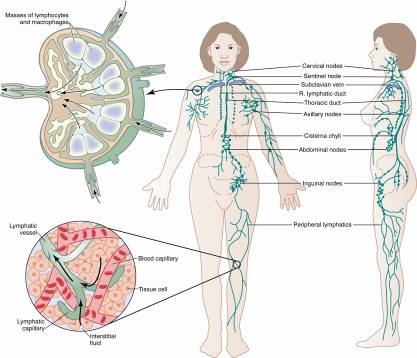 The lymphatic system, including lymph node structure and the connection between blood capillaries, interstitial fluid, and lymphatic capillaries