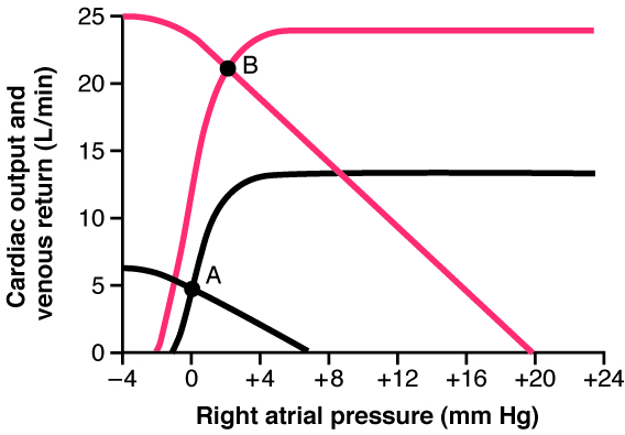 Graph of cardiac output and venous return curves plotted against right atrial pressure, showing their equilibrium intersection point